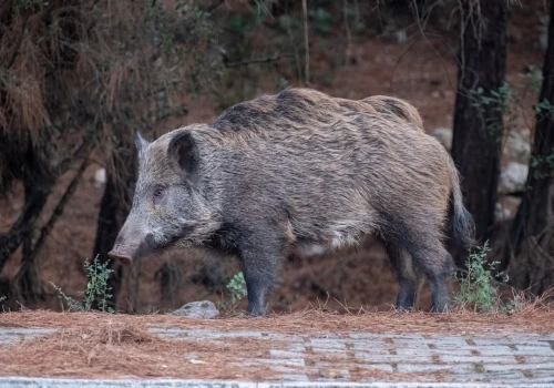 Atak dzika na warszawskim osiedlu. 36-latkę wyrzuciło w powietrze