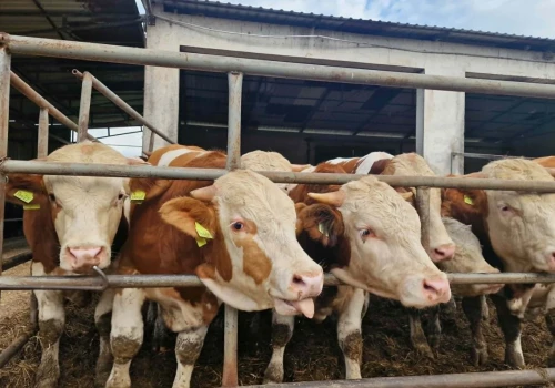 Po umowie z Mercosur rośnie import, a ceny bydła spadają. Branża wzywa do szybkich działań