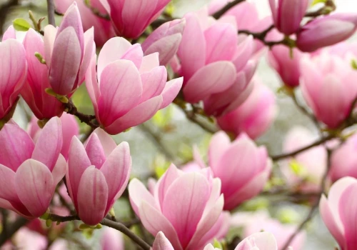 We wrześniu sięgasz za sekator? Jedno złe cięcie i po kwiatach magnolii