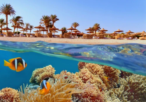 Rafa koralowa i pełen relaks 🐠😍 Tydzień w Egipcie za 1539 PLN 😎 Loty i 4🌟 hotel z all inclusive😱