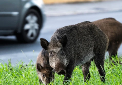 Dziki w mieście. Mieszkańcy są bezradni wobec nieproszonych gości