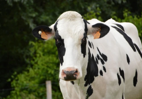 Jak zamienić krowie mleko w zeroemisyjne ciepło? Najstarszy producent cheddara ma na to patent