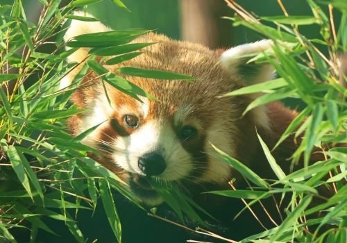 Jadzia doczekała się Benka. Nowa pandka ruda w gdańskim zoo
