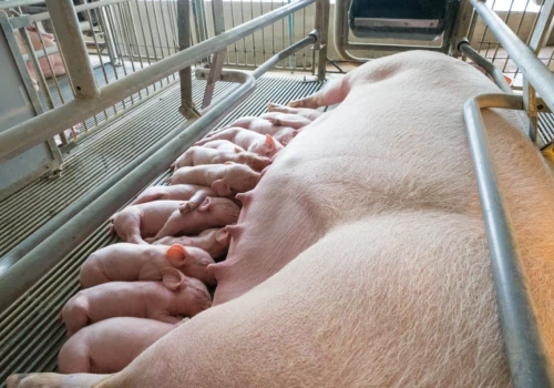 Ostatnie dwa tygodnie na wnioski. Ważna pomoc dla hodowców świń ruszyła