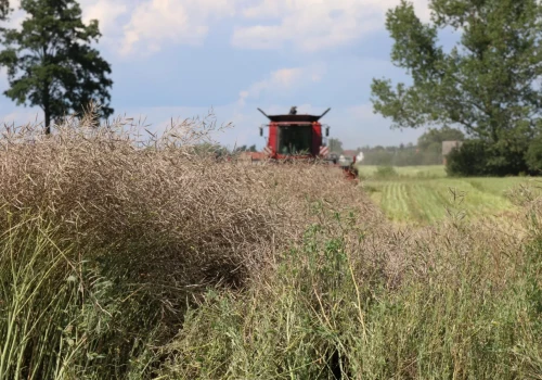 Produkcja rzepaku bliska 100 mln t. Czy Urugwaj poratuje Unię?