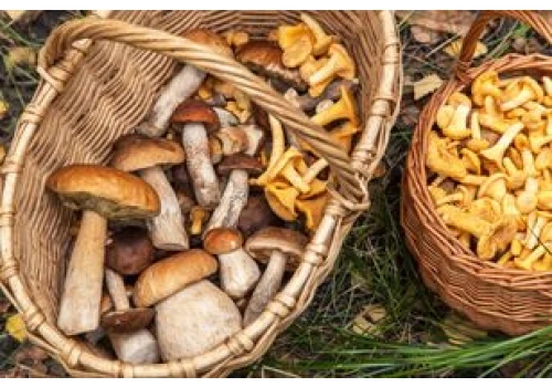 Rosną wyłącznie pod jednym rodzajem drzew. Do suszenia i na sos są lepsze niż prawdziwki