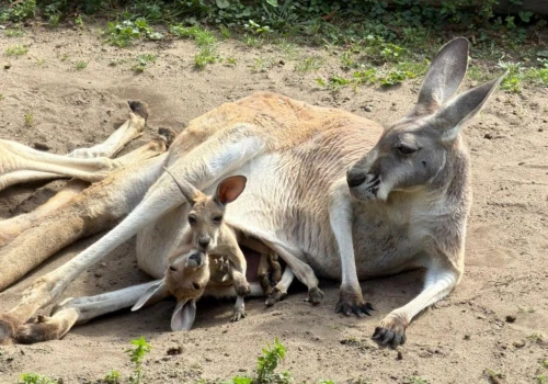 Warszawskie ZOO. Mama kangurzycy Stefci zrobiła coś, czego nikt się nie spodziewał. 