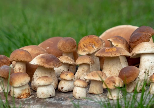 350 borowików w kilka godzin. Grzybiarz pokazał swój rekordowy zbiór