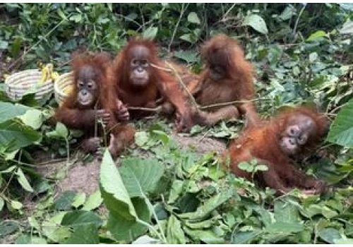 Małe orangutany porzucone w lesie. 