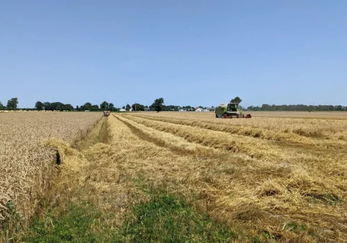 Ile składników zostaje w słomie? Jesienią warto ją zostawić na polu