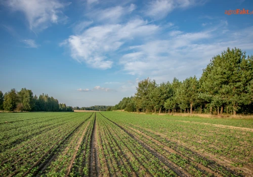 Ile zarabiają rolnicy? GUS podał 5479 zł z hektara za 2025 rok