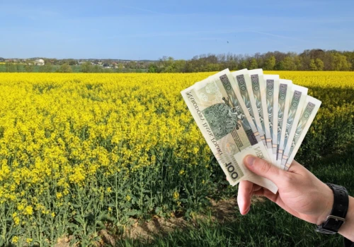 Rzepak bez dopłaty do ubezpieczenia? Nadal nie ma zgody KE