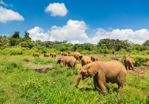 Odwiedź Park Narodowy Nairobi 🦓🦒 Loty do Kenii od 1942 PLN ✈️