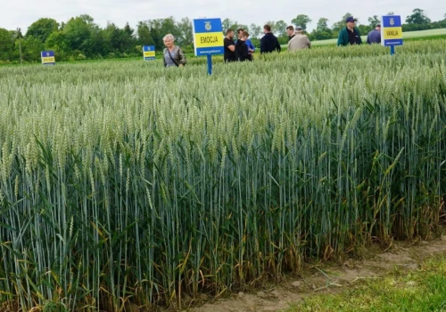 GUS pokazał, co dzieje się na polach. Zbiory mocno w dół. Rzepak aż o 14 proc.