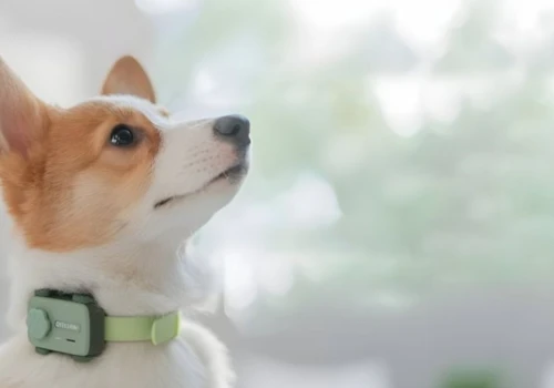 Zadzwoń do swojego pupila, gdy nie ma Cię w domu. PetPogo pokazuje, jak rozmawiać z psem i kotem