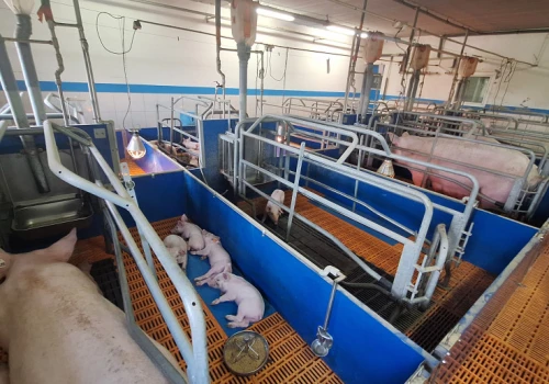 Pogłowie świń minimalnie w dół. Import warchlaków idzie na rekord