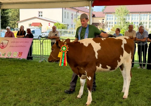 Jałówka ze Stróż czempionem na AGRO Gorlice