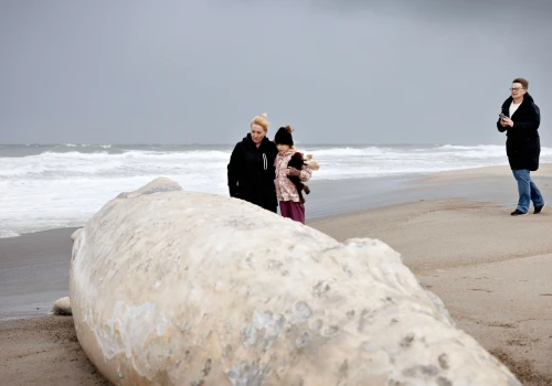 Martwy wieloryb na plaży w Danii. Ma dziewięć metrów długości