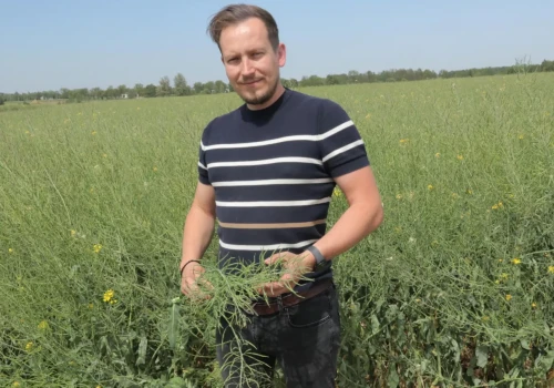 Stokłosy weszły na pole z obornikiem. Rolnik stawia na dwa sposoby zwalczania