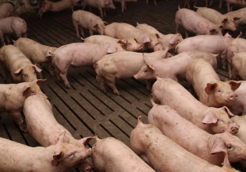 Produkcja świń pod presją. Kongres w Żninie o kosztach, zdrowiu stad i inwestycjach