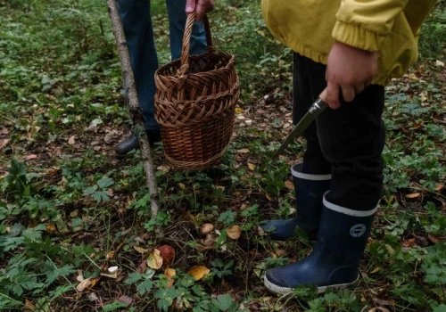 Pokazują, gdzie dziś sypie w polskich lasach. Mapa grzybów staje się viralem