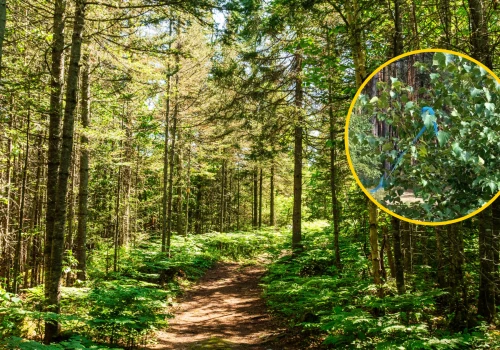 Niebieska wstążka w lesie? Leśnicy wyjaśniają. 