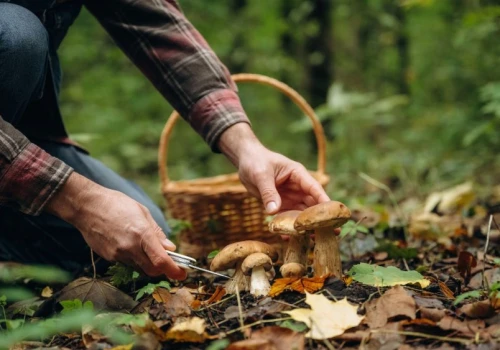 Tu grzyby rosną jak szalone. 8 miejsc na Śląsku, do których ciągną tłumy