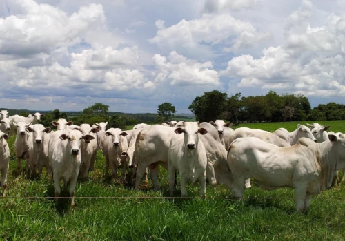 Stuletnia farma bydła na sprzedaż: 101 600 hektarów i 11 000 sztuk bydła