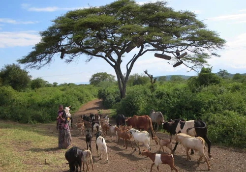 Etiopia posadzi 50 miliardów drzew. Trwa wielka akcja zalesiania