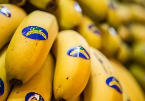 Kryzys na plantacjach bananów: Kanaryjscy rolnicy liczą straty