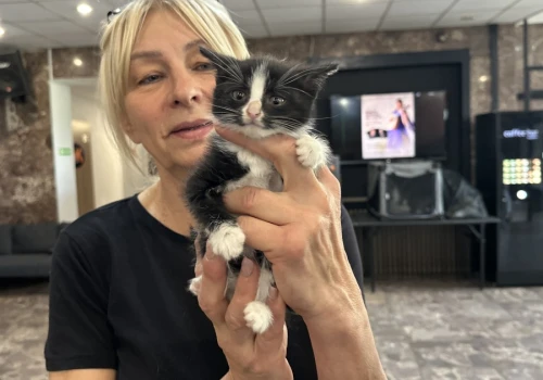 Kocia wystawa w Koninie. Ponad 30 kotów czeka na nowe domy