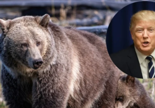 Przyrodnicy ostrzegają: Przepisy Trumpa to wytrych. Można zabijać wszystko