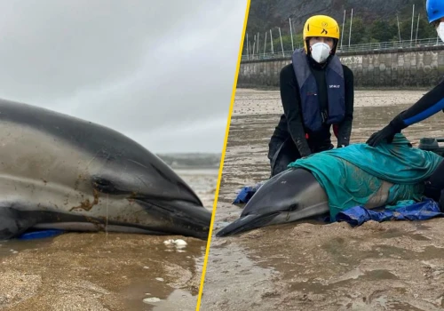 Delfiny utknęły u wybrzeży Walii. Na pomoc ruszyli ratownicy