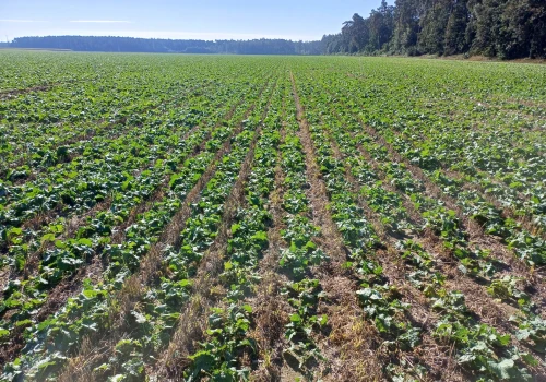 Ropa tanieje, oleiste lecą w dół. Rzepak pod silną presją