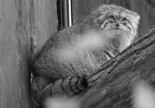 Smutna informacja z warszawskiego zoo. Nie żyje uwielbiana kotka