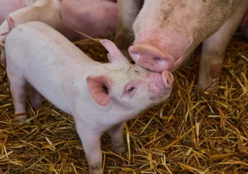 Świń przybyło, a ceny runęły. Import do Polski mocno rośnie