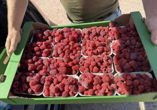 Malin jest mało, a ceny trzymają poziom. Sprawdziliśmy rynki i skupy