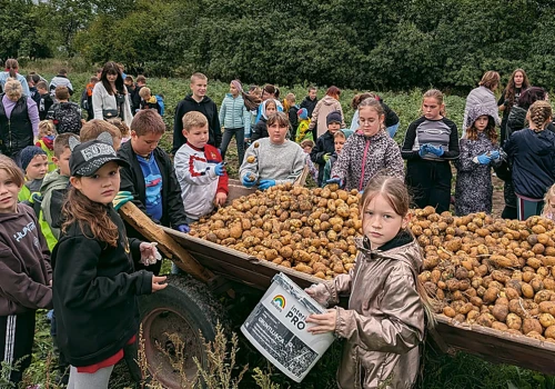 Święto pieczonego ziemniaka w gminie Kamień