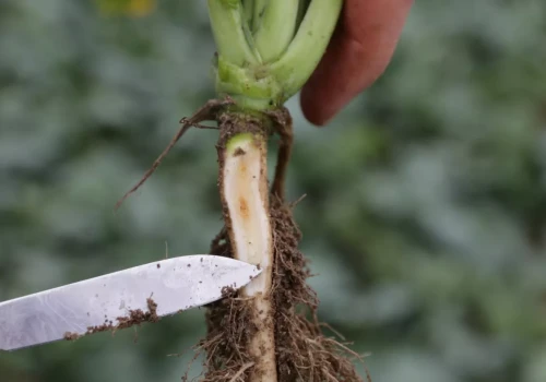 Rzepak jesienią potrzebuje 150 g boru. Niedobór uderza w korzeń