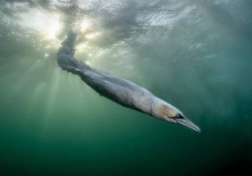 Oto najlepsze zdjęcia ptaków! Rozstrzygnięto konkurs Bird Photographer of the Year 2026. Trzech Polaków wśród nagrodzonych