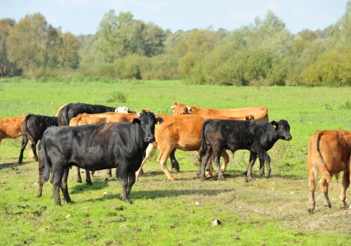Ceny bydła wreszcie drgnęły. Ubojnie podnoszą stawki nawet o 1 zł/kg