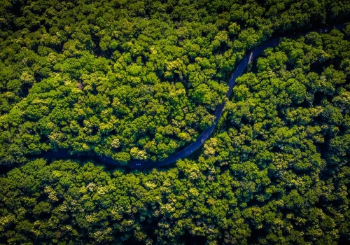 W Amazonii żyje nieznany dotąd gatunek. Członkowie ekspedycji rozpoznali go dzięki odgłosom