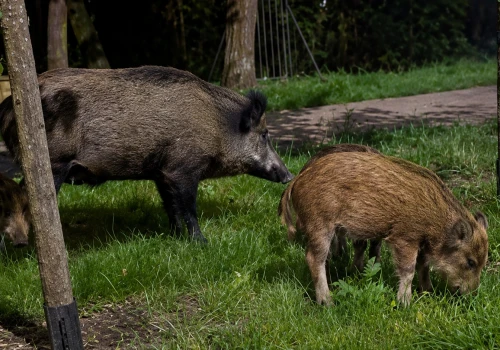 Przełom w sprawie dzików w Warszawie. Radni przyjęli uchwałę