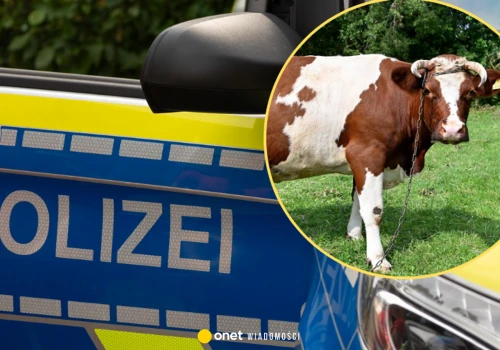 W Niemczech zaginęły 244 sztuki bydła. Trop prowadzi do Polski