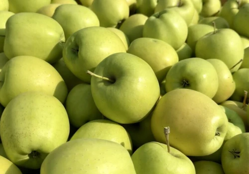 Golden Delicious w sadach. Zbiory już trwają – sadownicy wyznaczają termin zbioru na przechowalnictwo