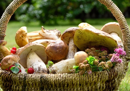 Już pojawił się w polskich lasach. Za kilogram tego grzyba płacą ponad 8 tys. zł