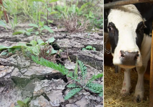 Straty są w polu, a liczy się też obora. Rolnicy pytają, co z pomocą