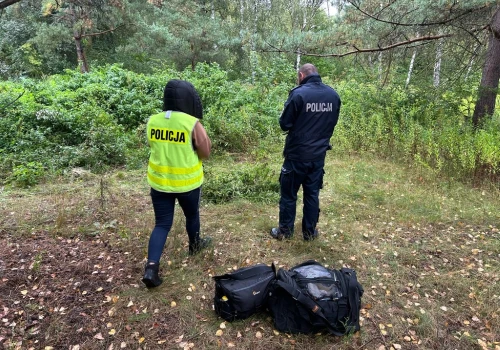 Marihuana miała trafić do uczniów podstawówek. Policja zabezpieczyła 35 krzaków konopi