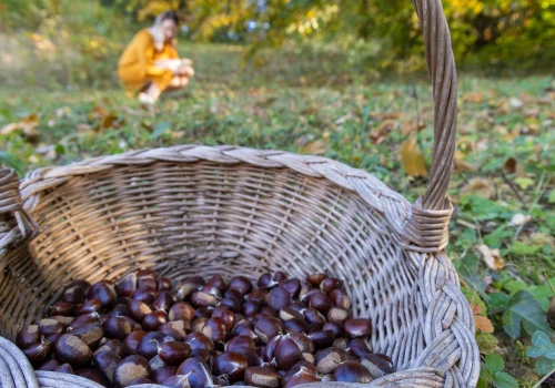 Zbierasz kasztany? Skupy już ruszyły. Tyle płacą w tym roku za kilogram