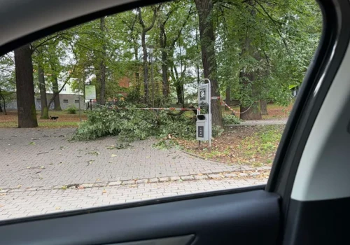 Konar drzewa runął na alejkę w Parku Młodzieżowym